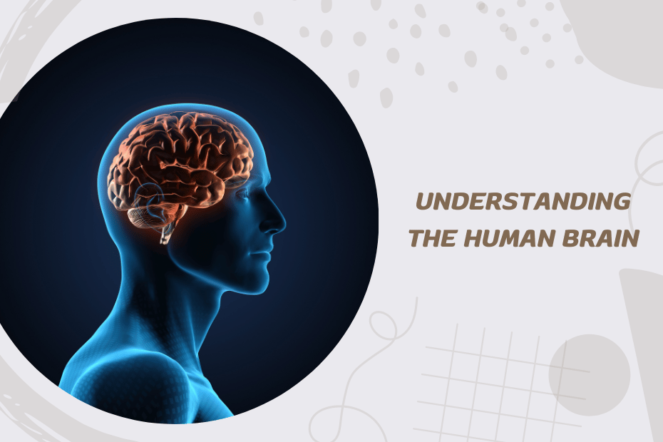 Understanding the Human Brain: A Beginner’s Guide